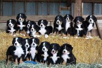 Bernese Mountain Dog Puppies for sale in Coimbatore, Tamil Nadu, India. price: NA