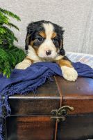Bernese Mountain Dog Puppies for sale in Lakeville, OH 44638, USA. price: $3,000