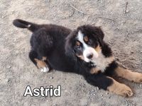 Bernese Mountain Dog Puppies for sale in Fulton, Missouri. price: $800