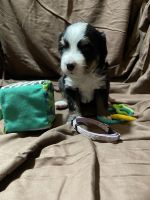 Bernese Mountain Dog Puppies for sale in Harrison, Michigan. price: $1,500