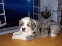 Bernese Mountain Dog Puppies for sale in Canning, NS B0P, Canada. price: $900