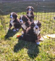 Bernese Mountain Dog Puppies for sale in Warren, Michigan. price: $1,300