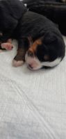Bernese Mountain Dog Puppies for sale in Lapeer, Michigan. price: $1,500