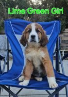 Bernese Mountain Dog Puppies for sale in Lecanto, Florida. price: $1,200