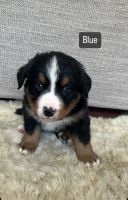 Bernese Mountain Dog Puppies for sale in Bakersfield, California. price: $1,300