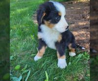 Bernese Mountain Dog Puppies for sale in Bristol, Connecticut. price: $470