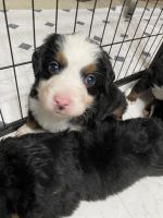 Bernese Mountain Dog Puppies for sale in Spokane, WA, USA. price: $2,000