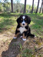 Bernese Mountain Dog Puppies for sale in Piedmont, Missouri. price: NA