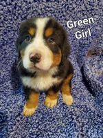 Bernese Mountain Dog Puppies for sale in Mt. Sterling, Kentucky. price: NA