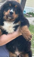 Bernese Mountain Dog Puppies for sale in Ocala, FL, USA. price: $2,500