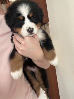 Bernese Mountain Dog Puppies for sale in Thomasville, Georgia. price: $1,800