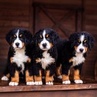 Bernese Mountain Dog Puppies Photos