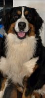 Bernese Mountain Dog Puppies for sale in Winamac, Indiana. price: $200