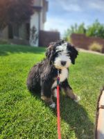 Bernese Mountain Dog Puppies for sale in St. George, Utah. price: $2,500