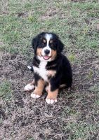 Bernese Mountain Dog Puppies for sale in Clarksdale, Mississippi. price: $850