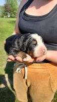 Bernese Mountain Dog Puppies for sale in Holdingford, Minnesota. price: $120,000