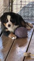 Bernese Mountain Dog Puppies for sale in Worley, ID 83876, USA. price: $2,000
