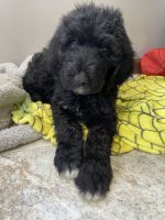 Bernese Mountain Dog Puppies for sale in Cambridge City, IN 47327, USA. price: $300