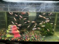 Betta Fish Fishes for sale in Beaumont, TX, USA. price: $4
