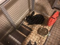 Beveren rabbit Rabbits for sale in 1105 Wendover St NW, Isanti, MN 55040, USA. price: $50