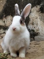 Beveren rabbit Rabbits Photos