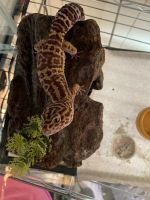 Bibron's Gecko Reptiles Photos