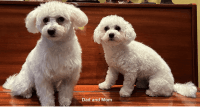 Bichon Bolognese Puppies Photos