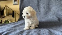 Bichon Bolognese Puppies for sale in Toronto, ON, Canada. price: $2,000