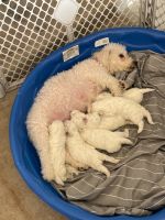 Bichon Frise Puppies for sale in Navasota, TX 77868, USA. price: $550