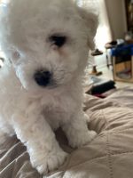Bichon Frise Puppies for sale in Jacksonville, TX 75766, USA. price: $250,000