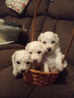 Bichon Frise Puppies for sale in Kissimmee, FL, USA. price: $2,000