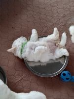 Bichon Frise Puppies for sale in Lakeland, FL 33803, USA. price: $20,002,500