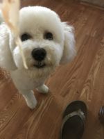 Bichon Frise Puppies for sale in Fort Worth, TX, USA. price: $1,000