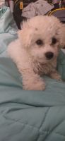 Bichon Frise Puppies for sale in San Diego, CA, USA. price: $1,200