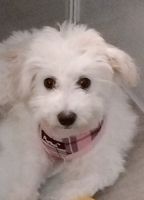 Bichon Frise Puppies for sale in Tampa, FL, USA. price: $1,000