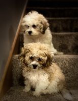 Bichon Frise Puppies for sale in Minneapolis, MN, USA. price: $1,850