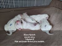 Bichon Frise Puppies for sale in Lakeland, FL 33803, USA. price: $2,500