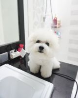 Bichon Frise Puppies for sale in New York, NY, USA. price: $500