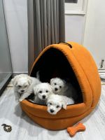 Bichon Frise Puppies for sale in Ahmedabad, Gujarat, India. price: 30,000 INR