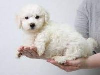 Bichon Frise Puppies for sale in Fort Worth, TX, USA. price: $400