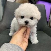 Bichon Frise Puppies for sale in Los Angeles, CA 90022, USA. price: $800