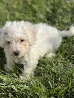 Bichon Frise Puppies for sale in Davenport, IA, USA. price: $1,000