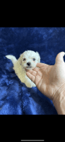 Bichon Frise Puppies for sale in Lucedale, MS 39452, USA. price: $600