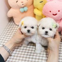 Bichon Frise Puppies for sale in Greenville, South Carolina. price: $450