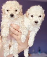 Bichon Frise Puppies for sale in Inman, South Carolina. price: $1,300