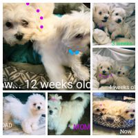 Bichon Frise Puppies for sale in North York, Ontario. price: $500