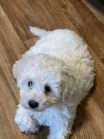 Bichon Frise Puppies for sale in Clifton, Queensland. price: $1,200