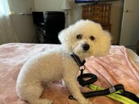 Bichon Frise Puppies for sale in Midvale, Utah. price: $600