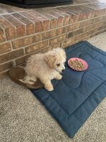 Bichon Frise Puppies for sale in Springfield, MO, USA. price: $250