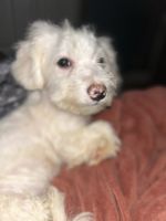 Bichon Frise Puppies for sale in Liverpool, New York. price: $650